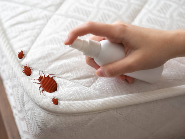 Best Affordable Pest Control Services  in Vega, TX