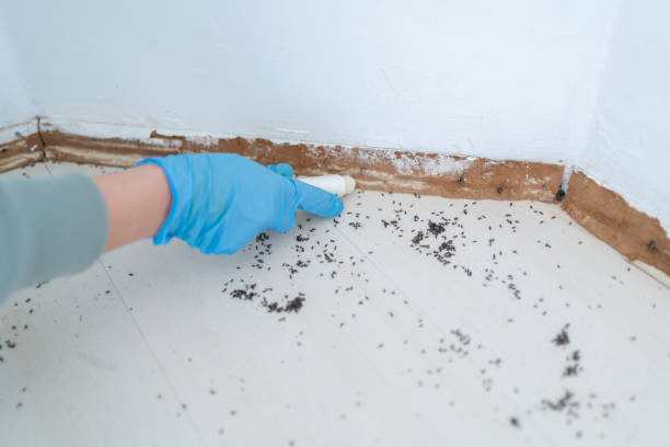 Best Local Pest Control Services  in Vega, TX