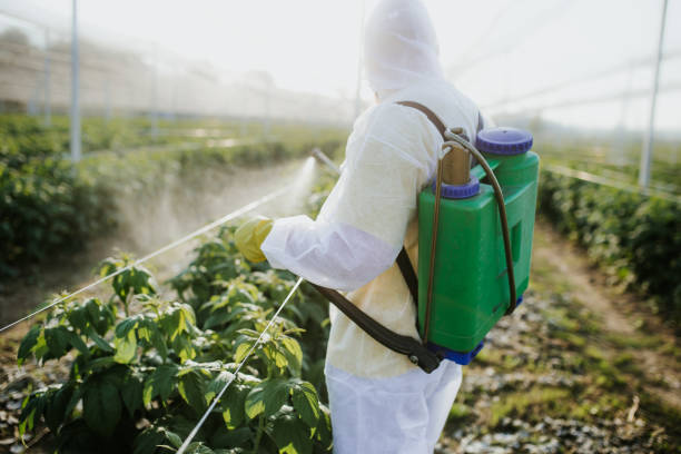 Best Pest Prevention Services  in Vega, TX